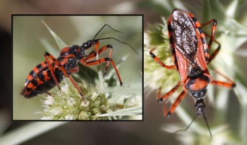 Rhynocoris sp.